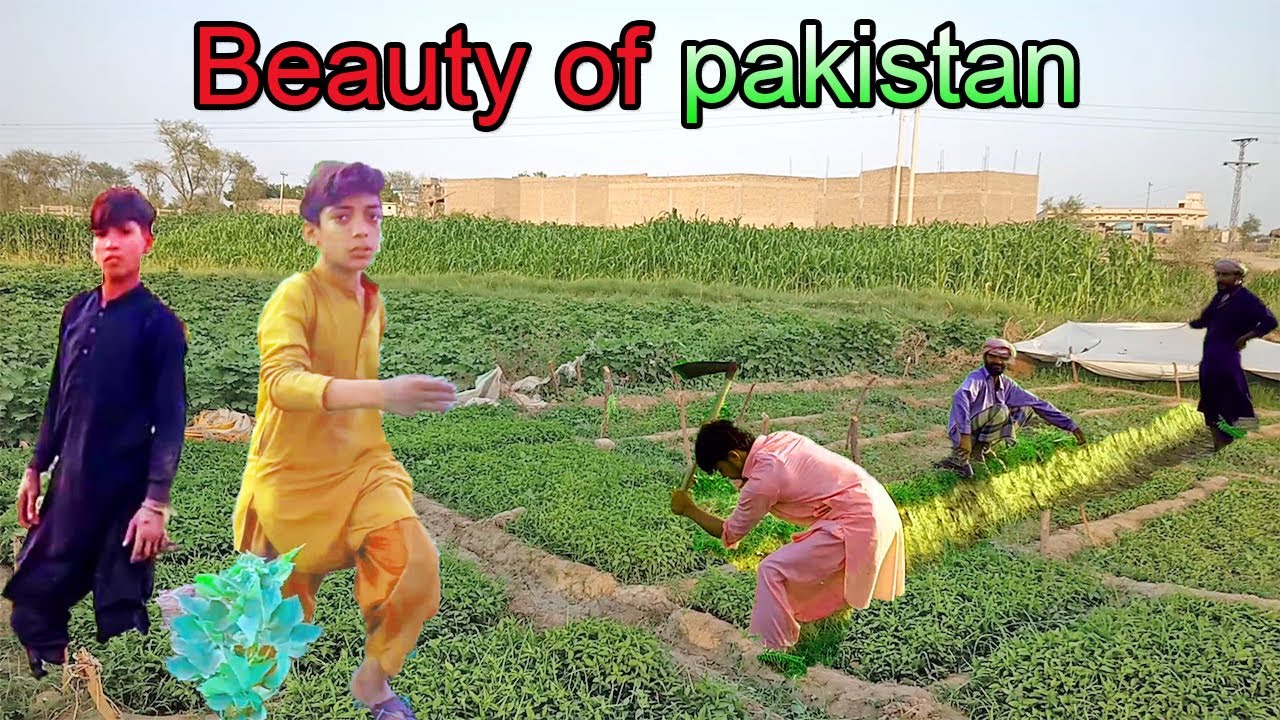 Pakistan Sindh beauty | rural sindh pakistan evening time sehwan sharif Bhan Saeedabad Dadu pak tour