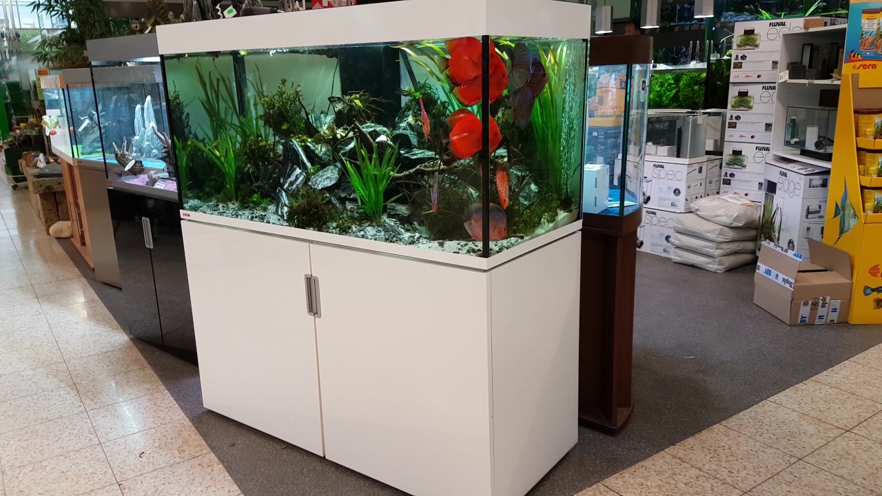 Ca. 450 Liter: STENDKER-Diskusfische im Raiffeisen Markt in Recklinghausen