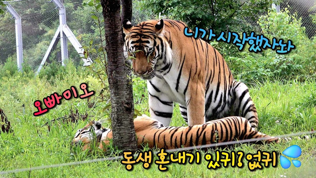 [2부] 신나게 달려가서 왁 하고 혼나는 중이라궁 😅💦🐯