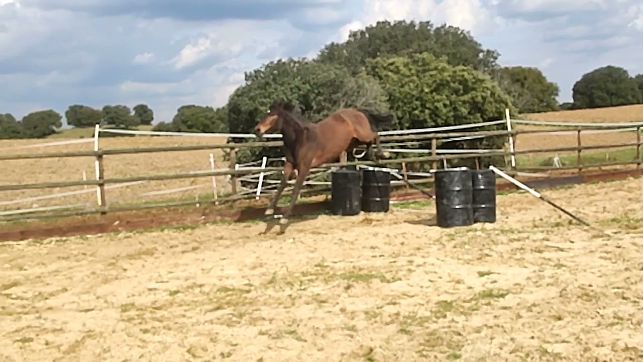 NOVABRIA DE ASHWEY multi talented Spanish Warmblood with top Olympic bloodlines...