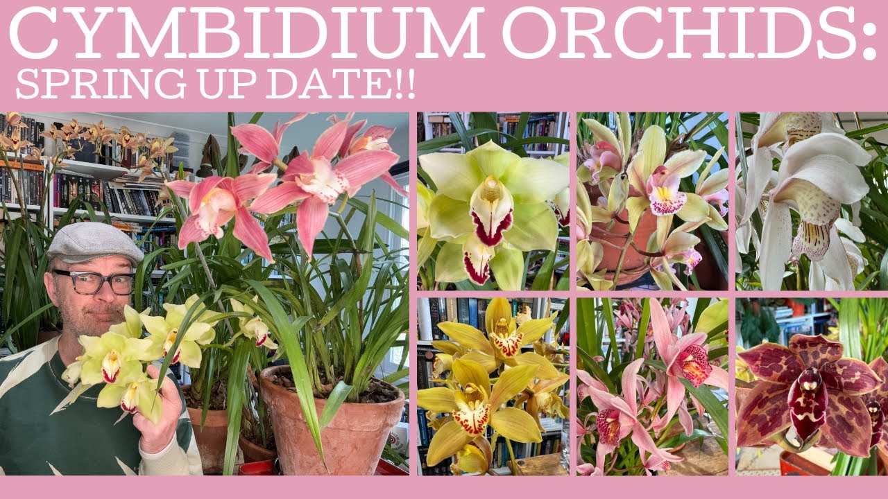 Cymbidium orchids: Spring update!