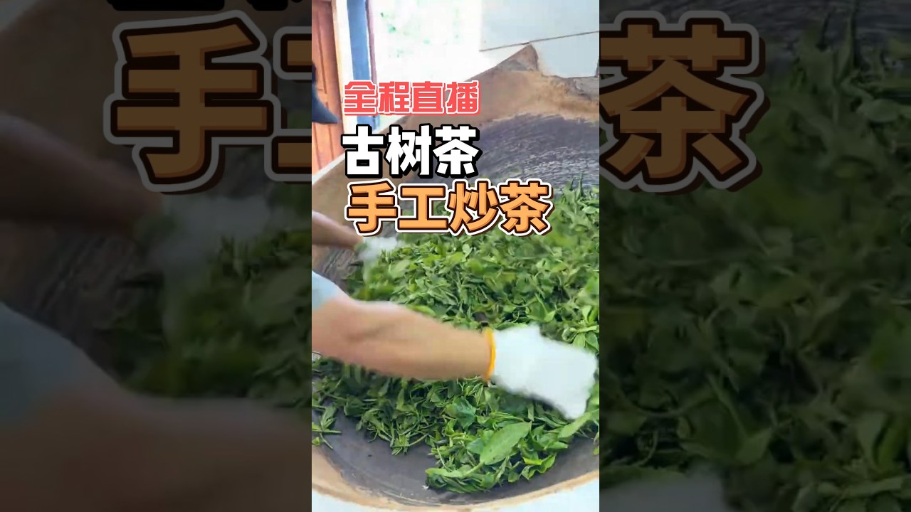全程直播，2026年古树春茶手工炒茶全过程#手工炒茶 #2026春茶 #自家茶山 #金色东方古茶庄园全程直播，古树茶手工炒茶