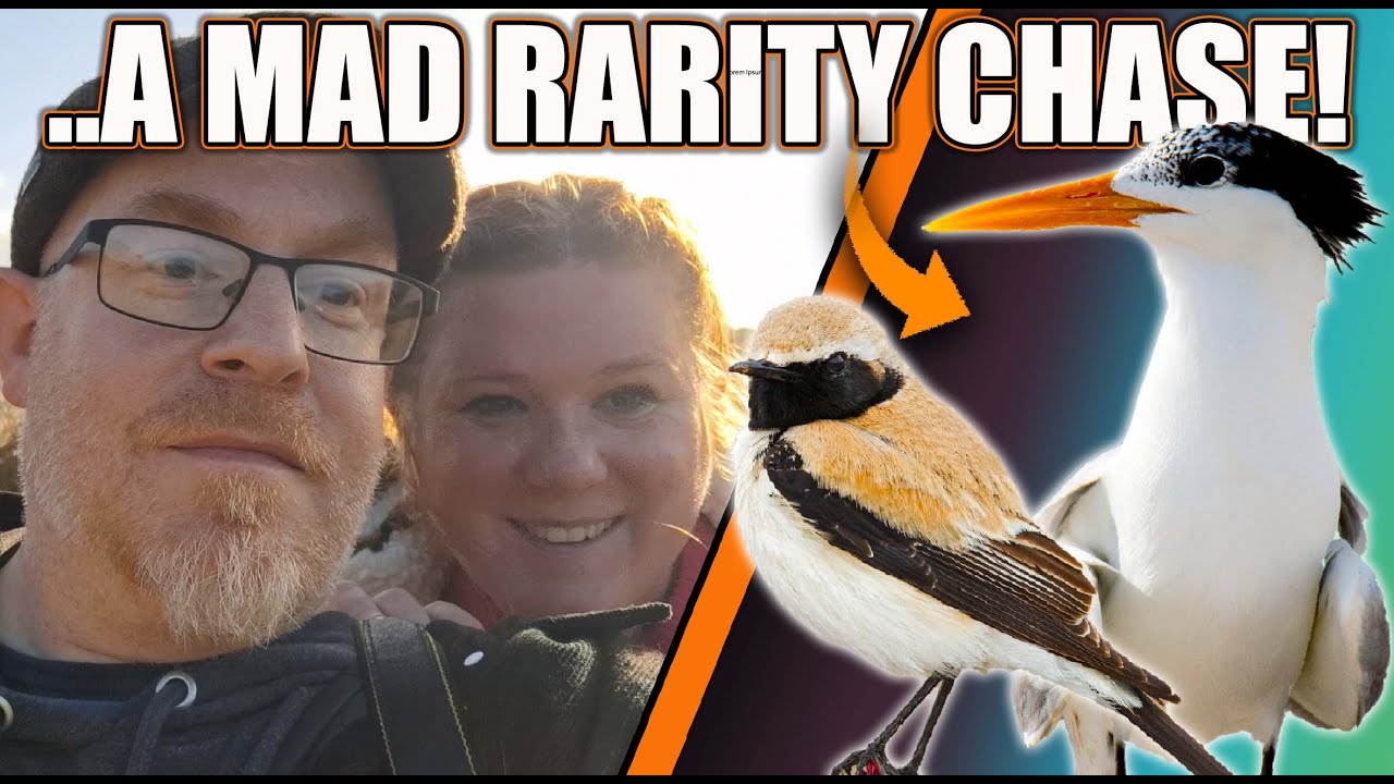 Two rare birds. Two huge risks. Two potential lifers! Lesser-Crested Tern & Desert Wheatear