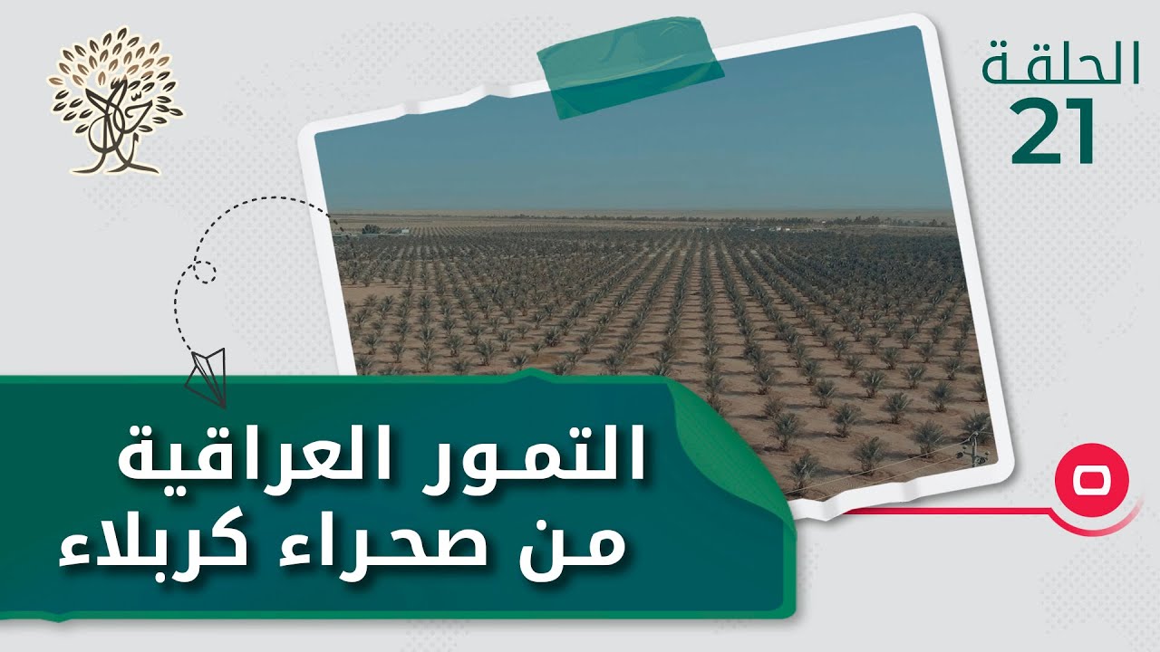 التمور العراقية من صحراء كربلاء - رحال م٣ - الحلقة ٢١
