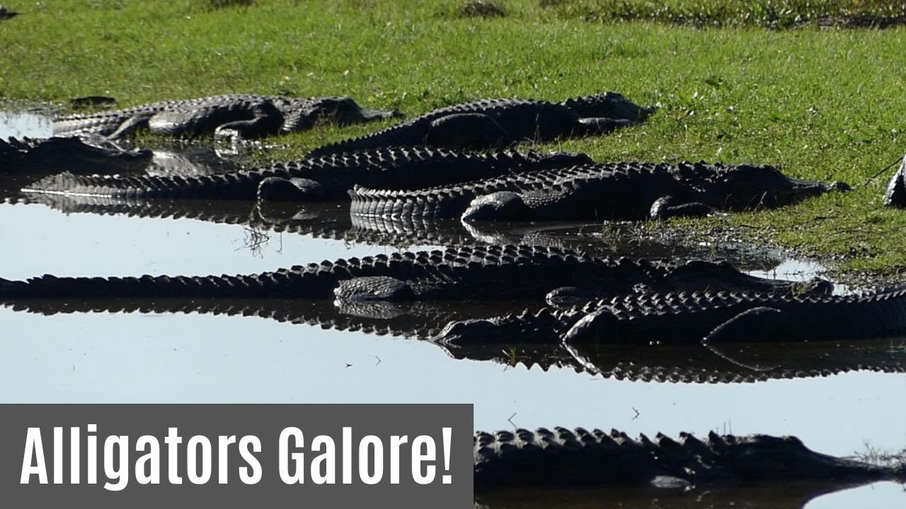GATORS! Deep Hole, Myakka River State Park