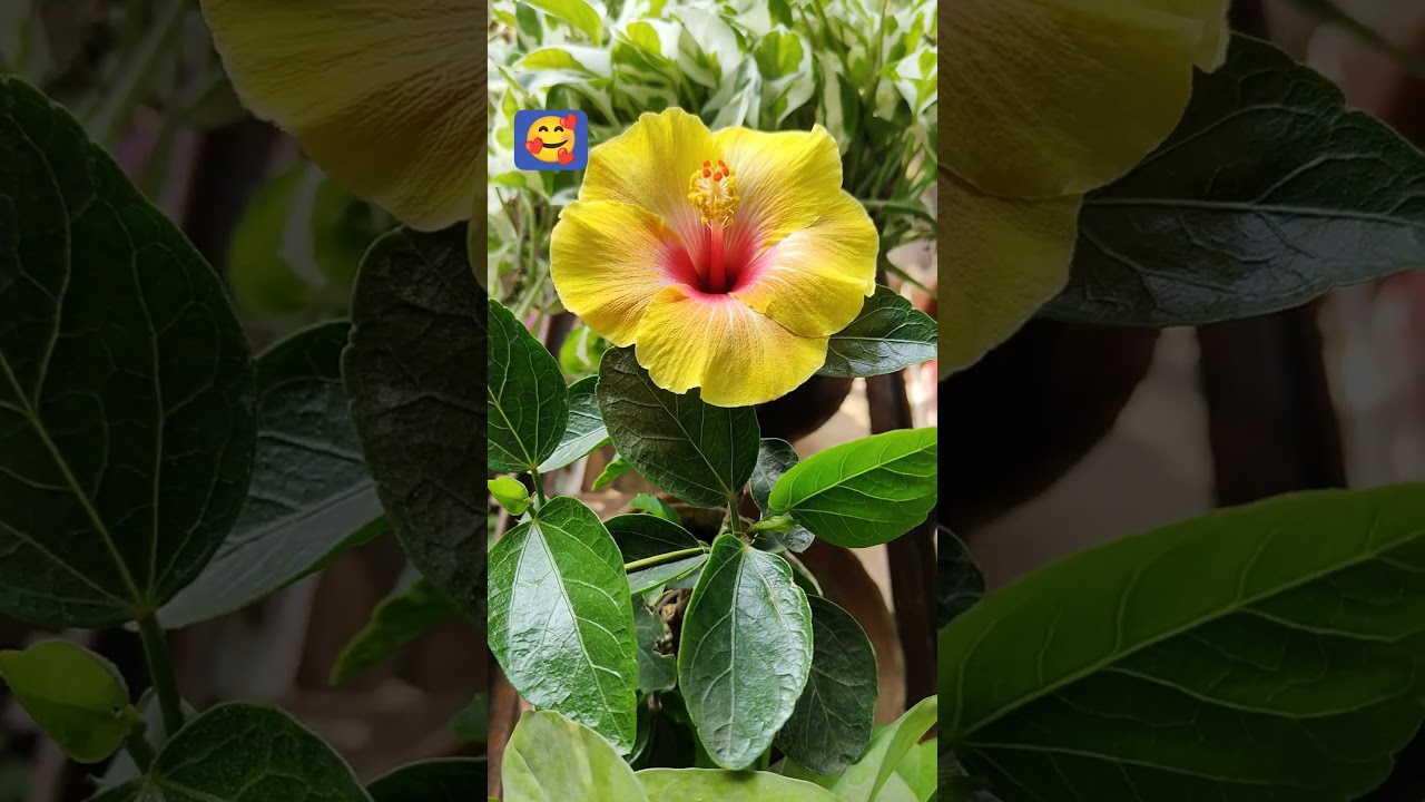 yellow hibiscus 🌺🌿🥰
