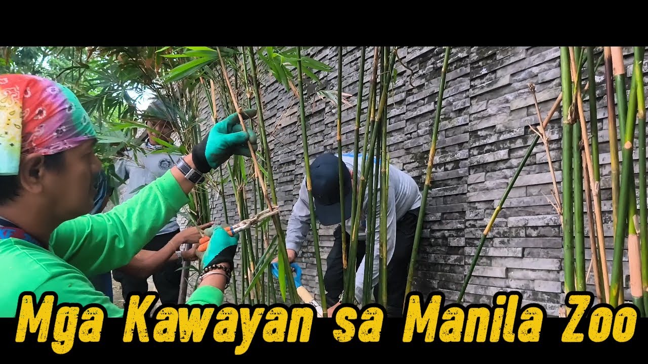 SIMULAN NA ANG PAGTATANIM NG MGA KAWAYAN!