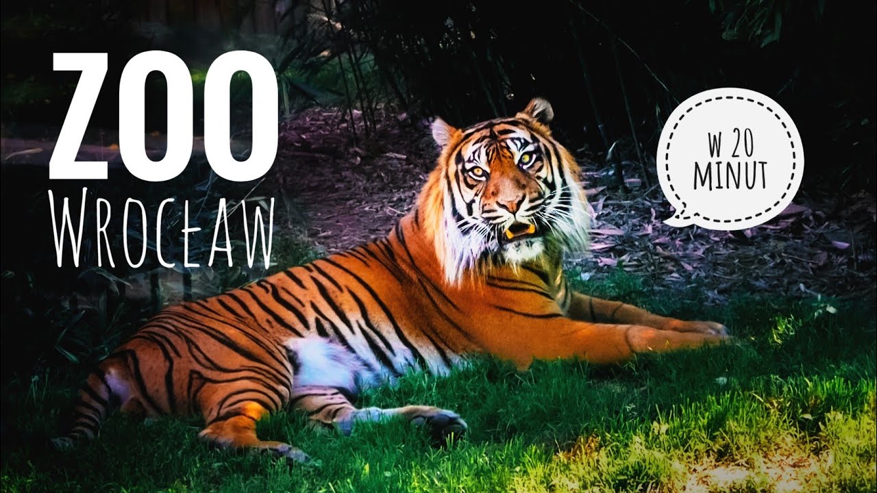 Zoo Wrocław 🐯🐘🐵 Afrykarium ★ atrakcje turystyczne ★ Walking Tour