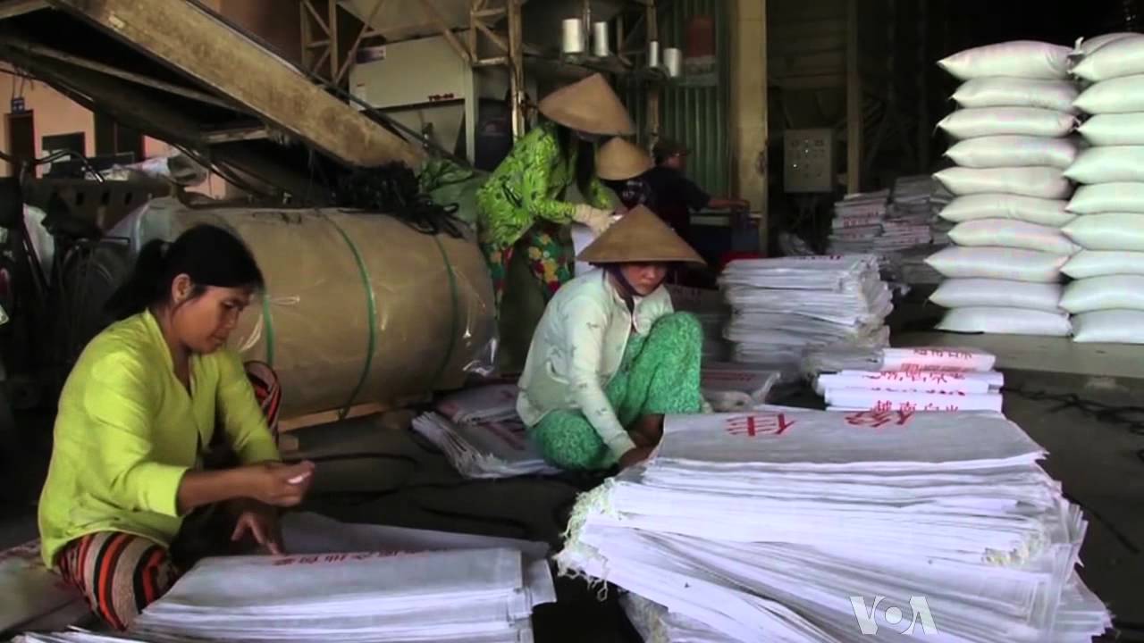 Vietnam Could Become World's Biggest Rice Exporter