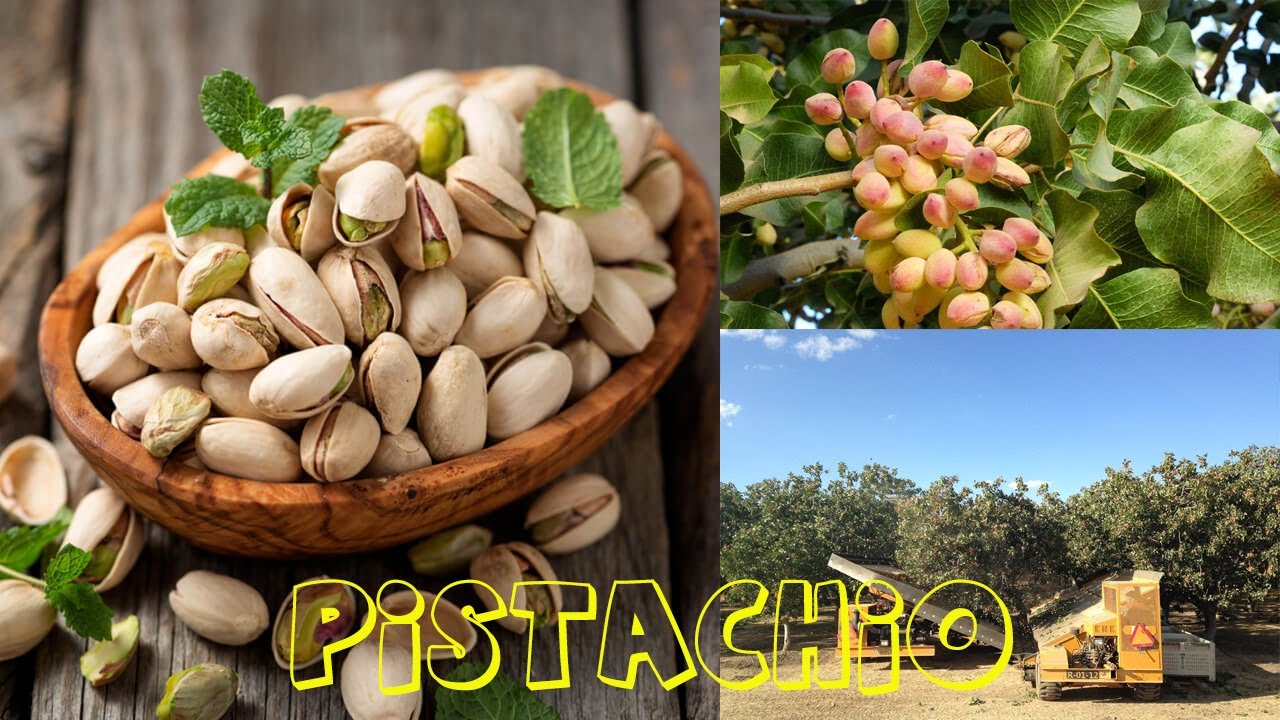 Pistachio Farm - Pistachio harvest machine - Pistachio Processing Factory - How it works pistachios