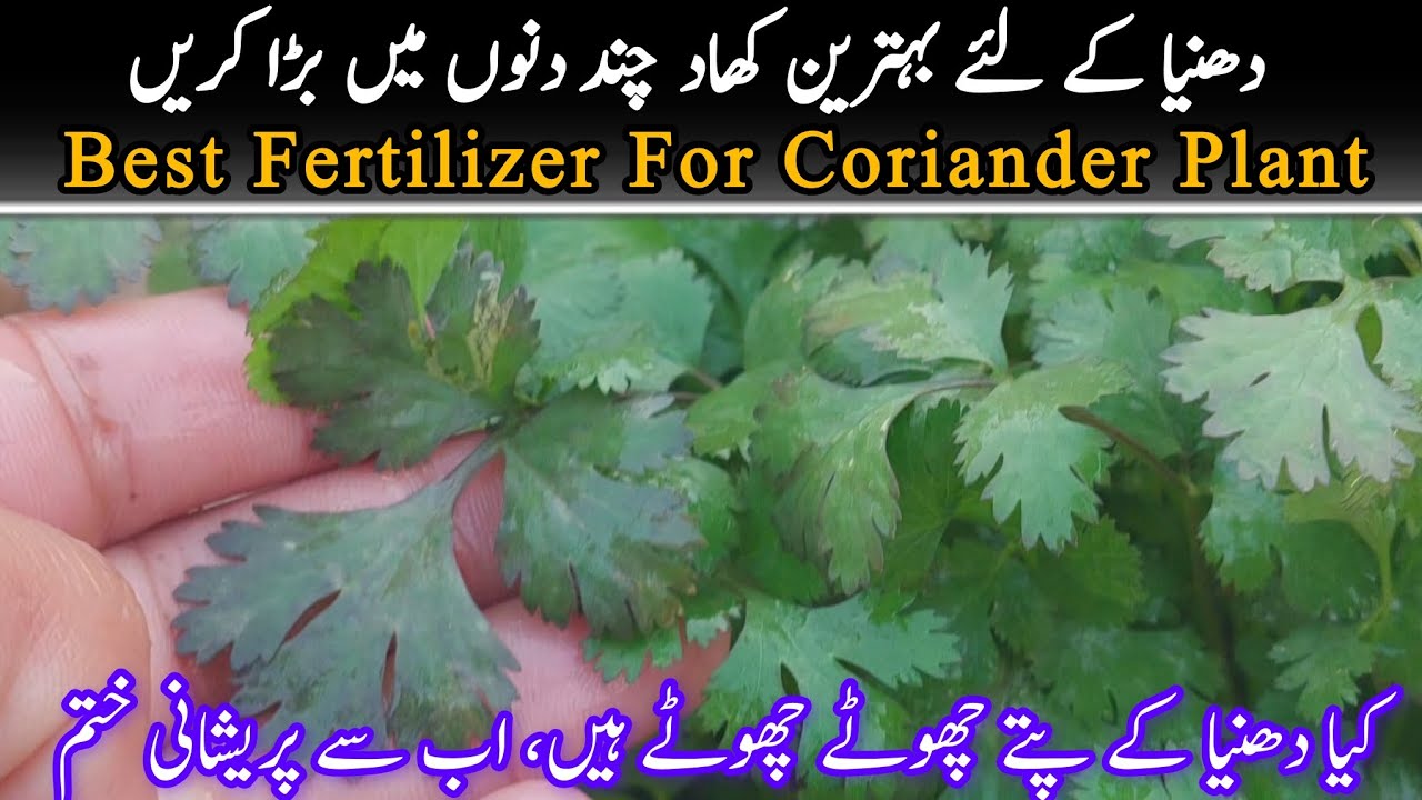 Best fertilizer for coriander plant | dhanyaa k liye behteen khaad #corianderfertilizer 