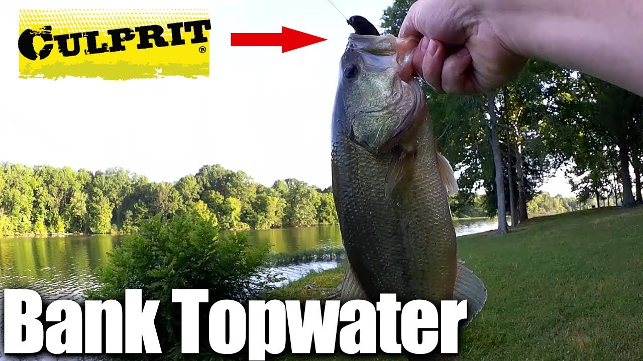 Topwater Bass Fishing FROM THE BANK - Fishing With Frogs & Toads