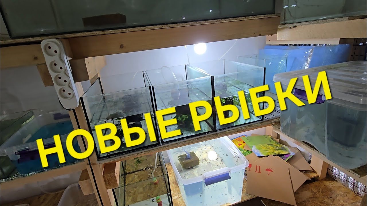 НОВЫЕ РЫБКИ 4 вида