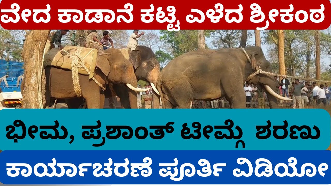 ಕಾಡಾನೆ ಕಟ್ಟಿ ಎಳೆದ ಶ್ರೀಕಂಠ | ಪ್ರಶಾಂತ, ಭೀಮ, ಕಂಜನ್, ವಿಕ್ರಮ, ಲಕ್ಷ್ಮಣ ಆನೆಗಳು| wild tusker capture video