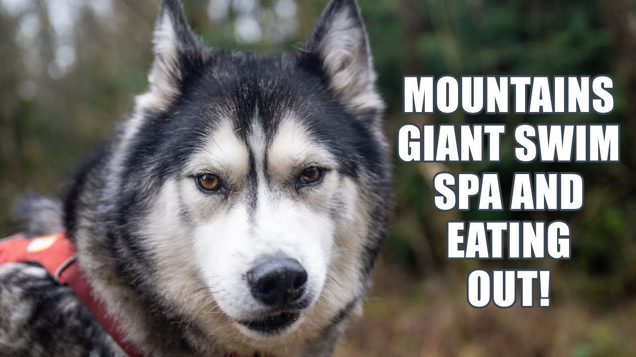 Husky Climbs A Mountain And Dines Out! Wales Pt2!