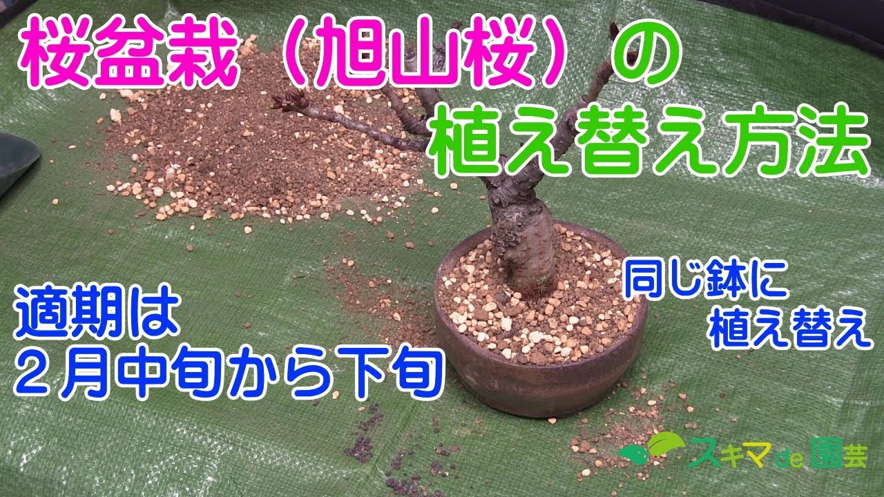 【花木】桜盆栽(旭山桜・一才桜) の植え替え方法【スキマde園芸】