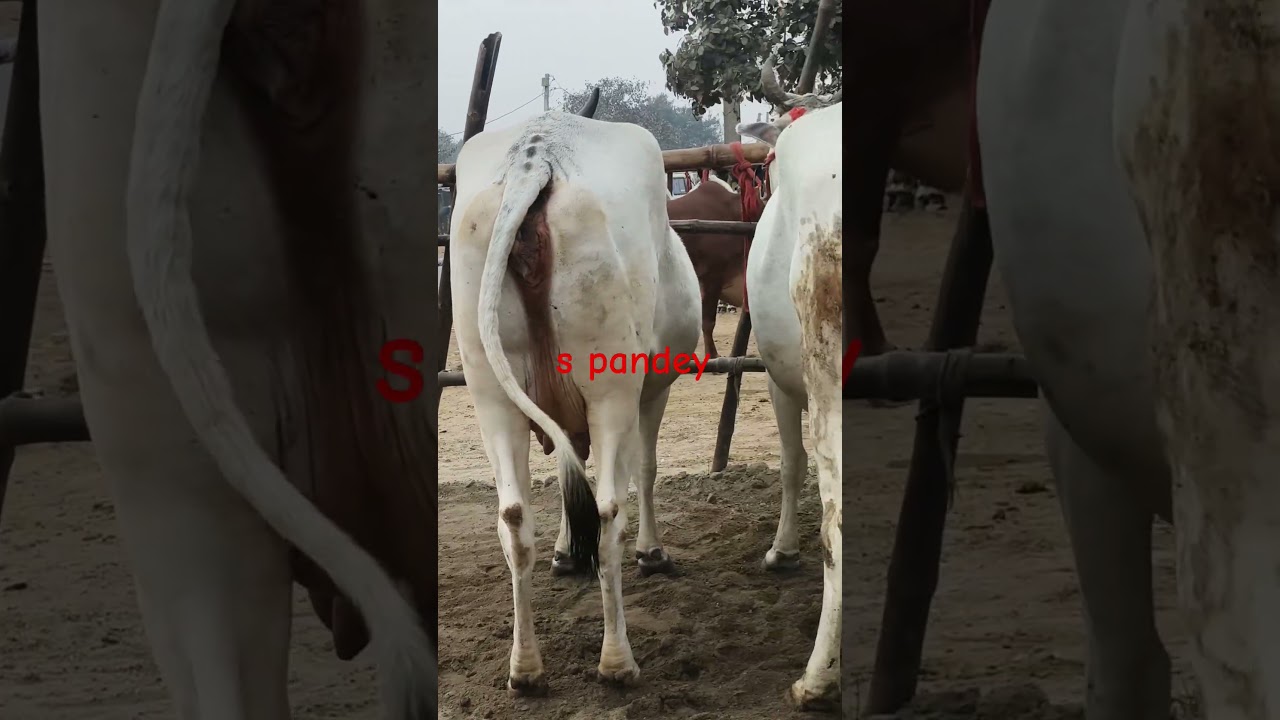 Cow for sell in chausa pasu mandi buxar Bihar se nya video S pandey 9155472296