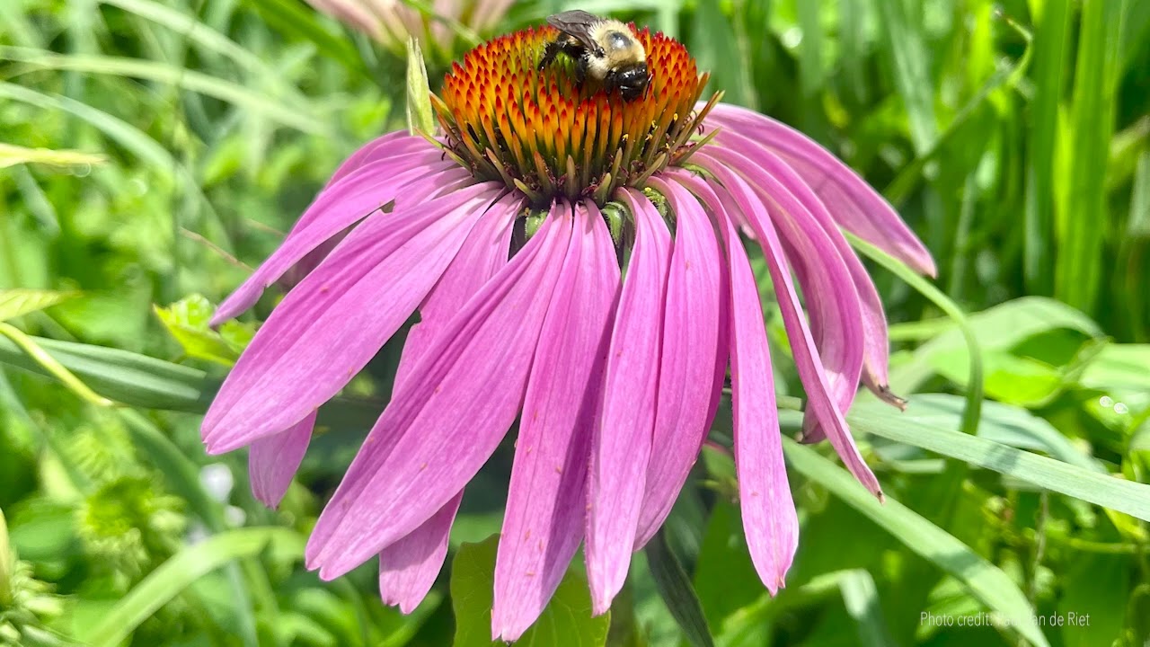 Guided Meditation: Embodied Awareness - Tara Brach