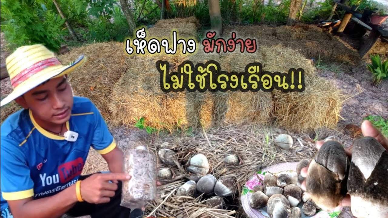 เพาะเห็ดฟางแบบง่าย ด้วยฟางก้อนและขี้งัว ลงทุน 8บ. ได้ผล100% ไม่ใช้โรงเรือน กินเห็ดไม่ทัน!!!
