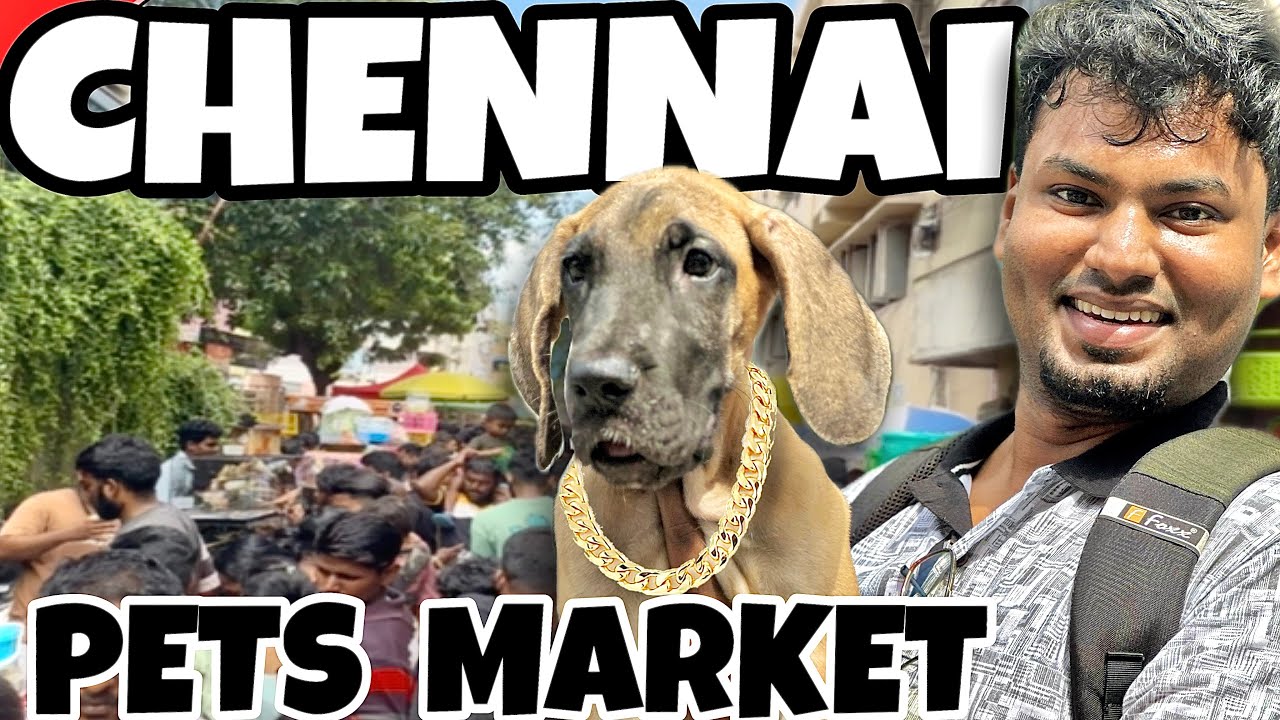 “இந்த விலையில் Dog ஆ?? 😳 Chennai Pet Lovers Shocked!”