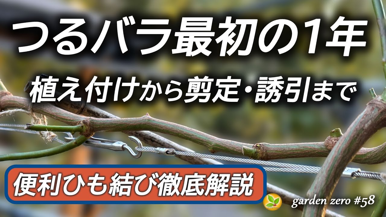 つるバラ【植え付けから剪定・誘引まで最初の１年を追う】