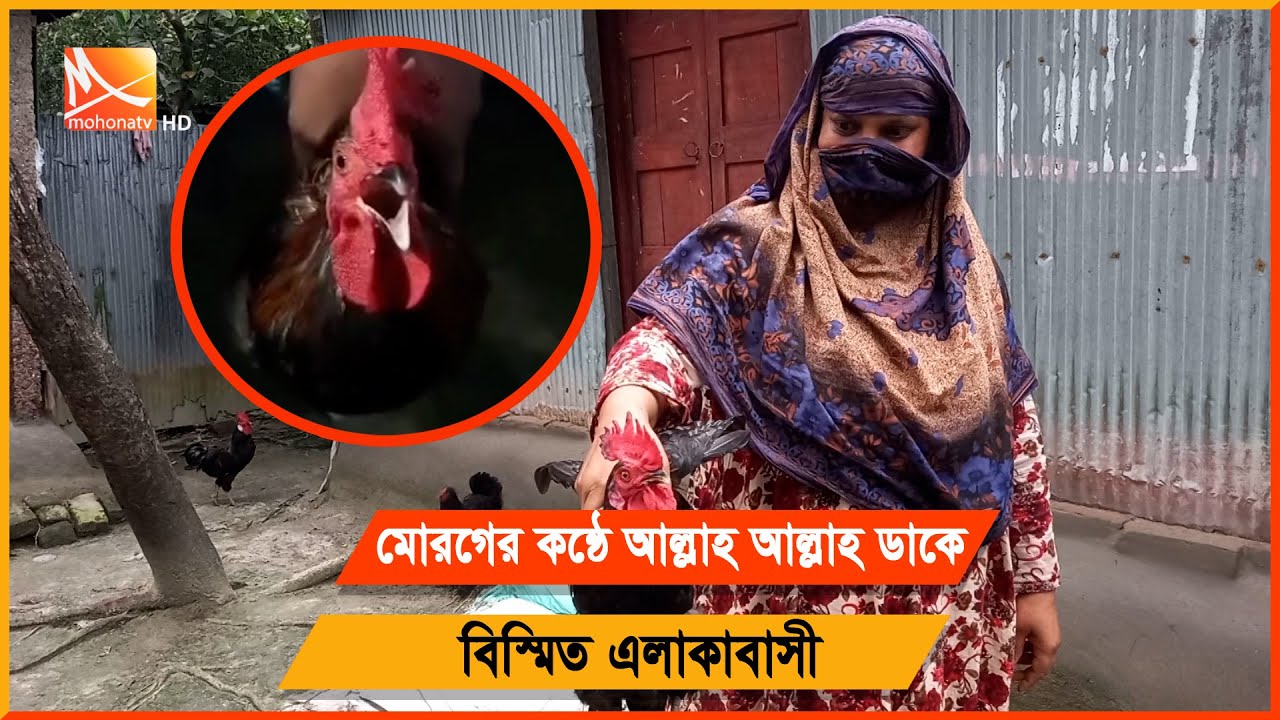 বিস্ময়কর মোরগের ডাক  | Pabna News  | Mysterious Cock | Mohona tv