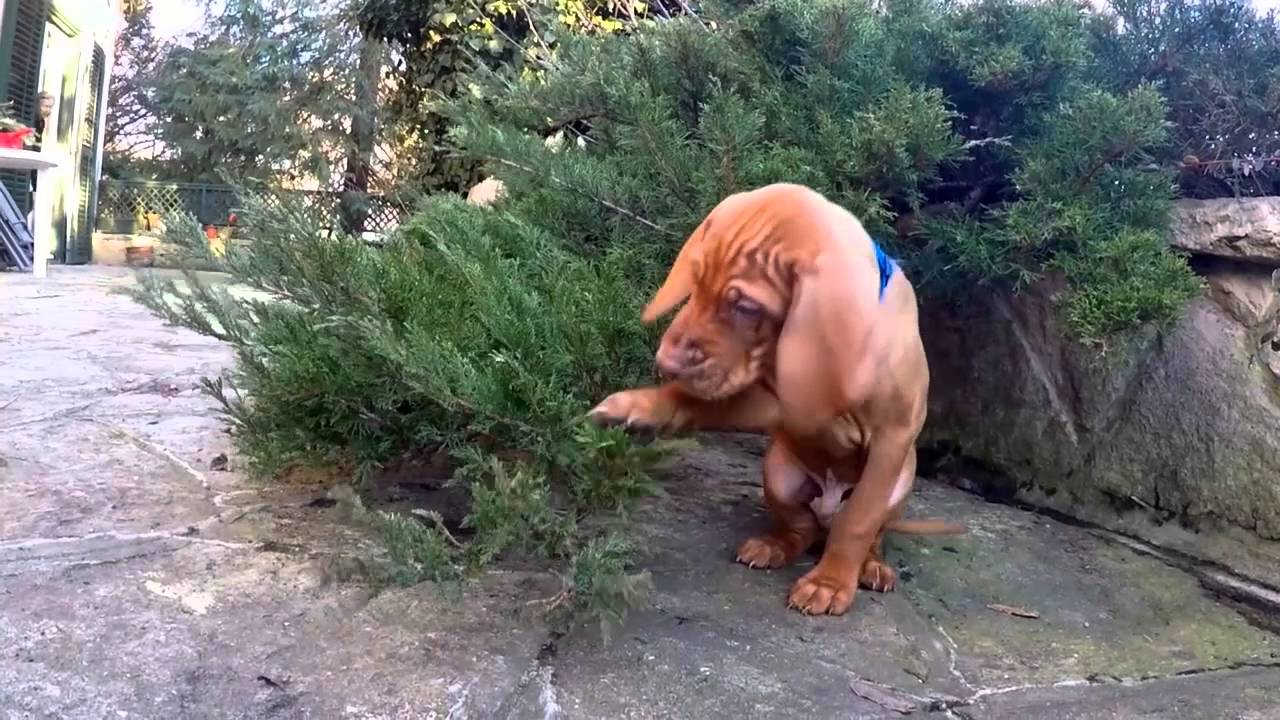 Magyar Vizsla Puppies (Weeks 7-9) - Borostyán Magyar Vizsla Kennel Budapest