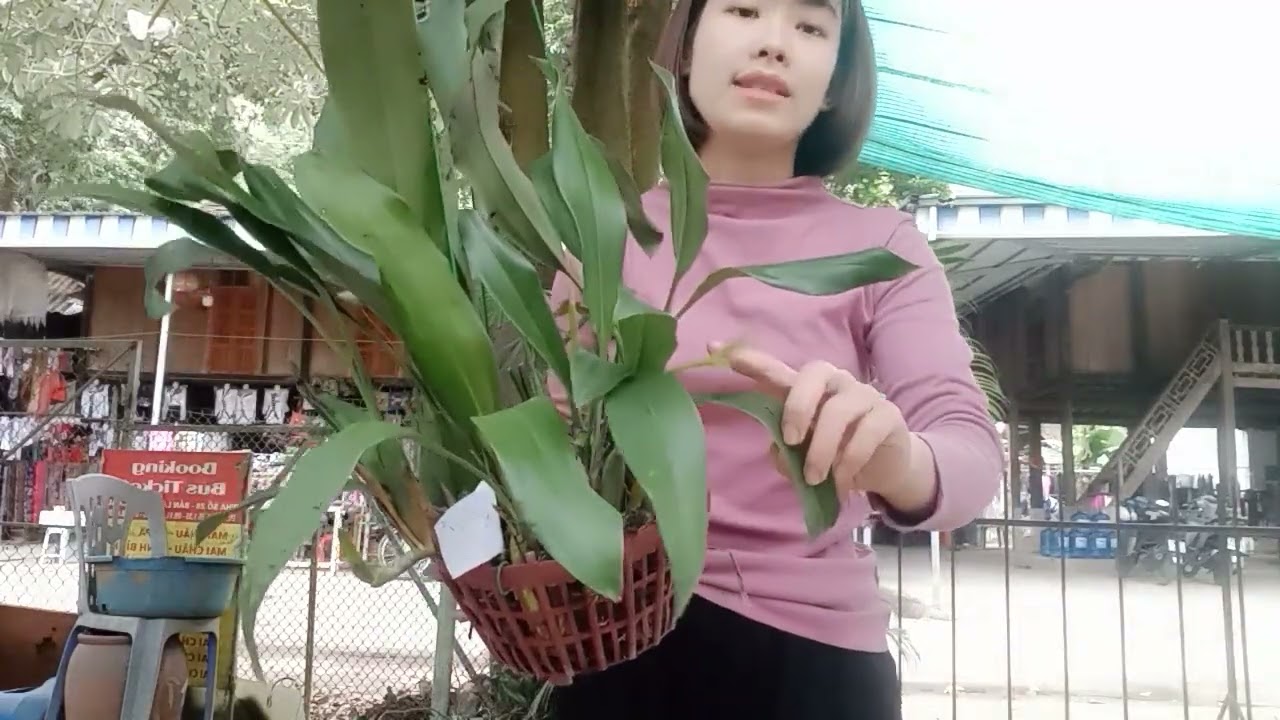 11/3 CÔ GIÁO VÙNG CAO BÁN LAN RỪNG GIÁ RẺ 0364773794 @phonglanrunghoabinh7367 