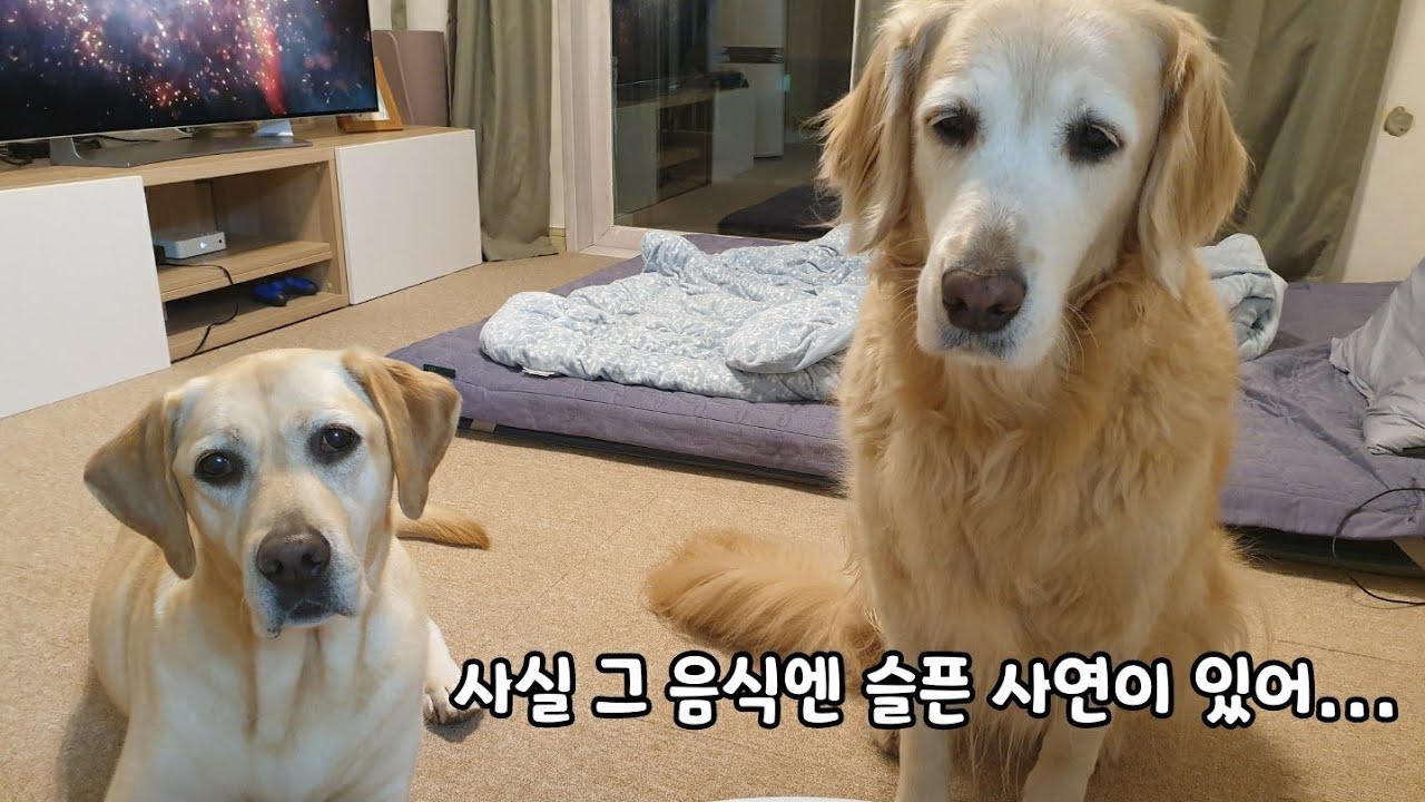 음식만 보면 슬픈 사연이 떠오르는 리트리버들