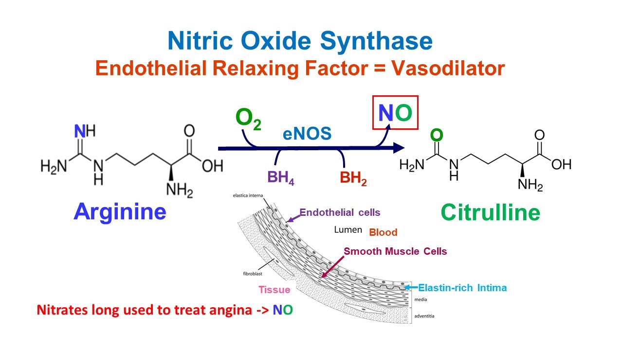 Nitric Oxide Synthesis Pathway Arginine Lowers Blood Pressure