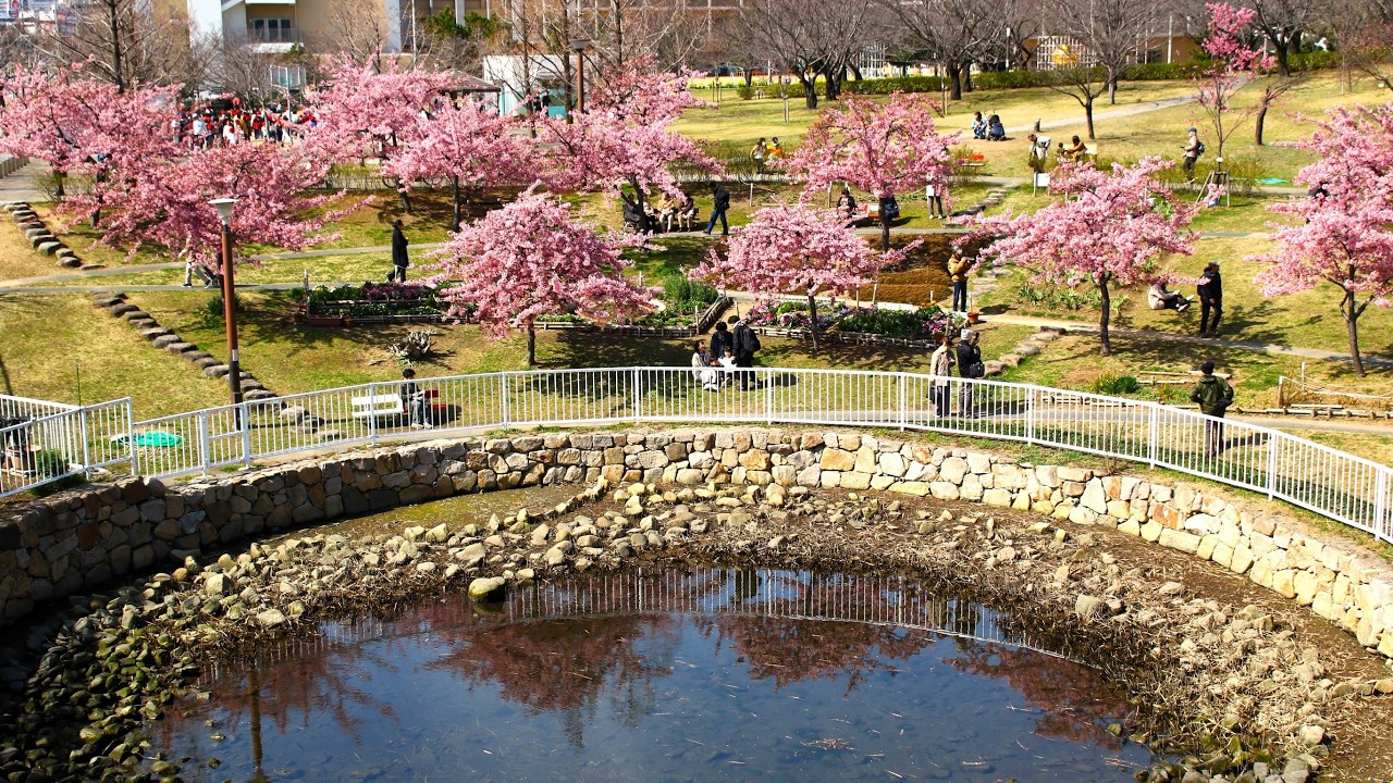神戸市・西郷川河口公園＆灘浜緑地の河津桜！