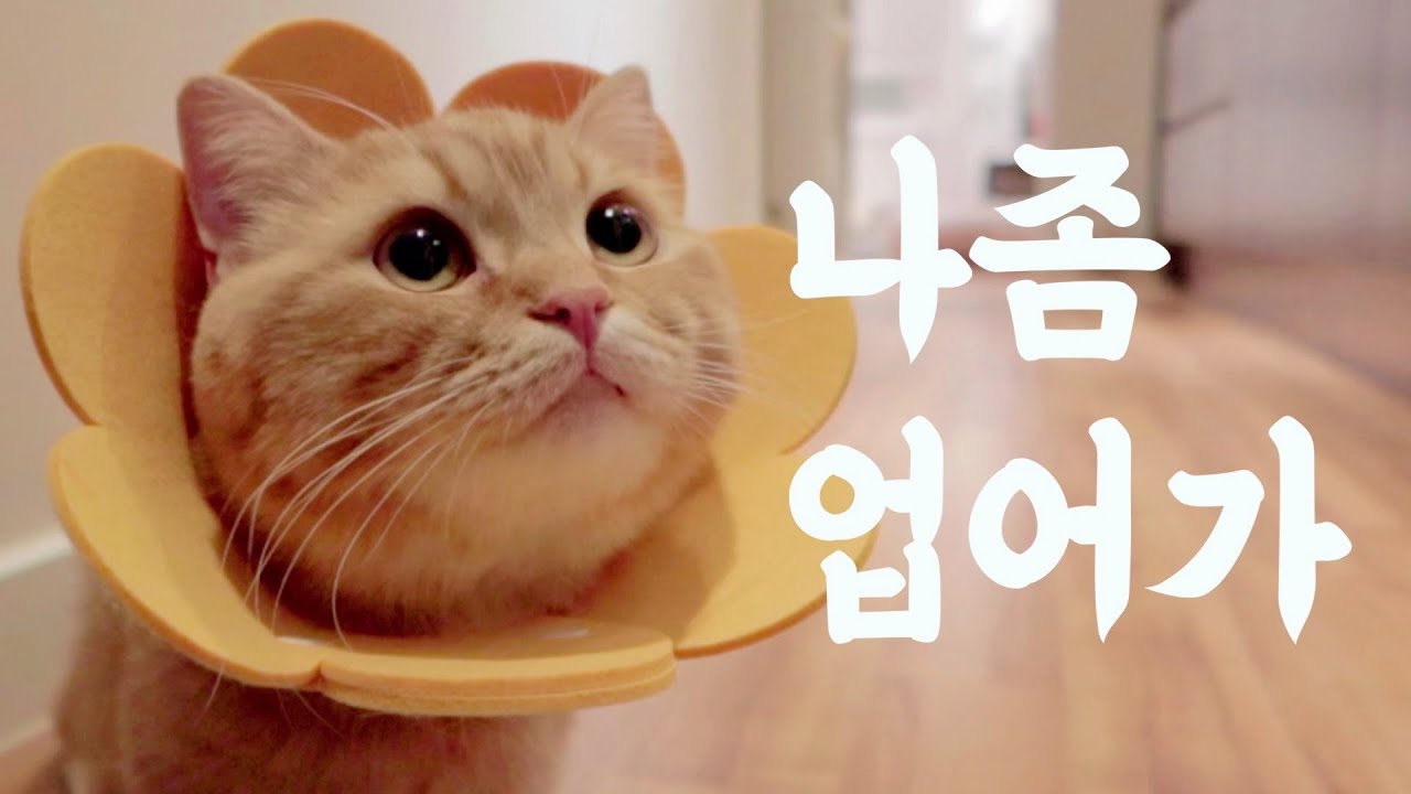 남의 집에서 고양이를 업어왔다 ㅣ 냥줍? 간택? 고양이 입양 VLOG
