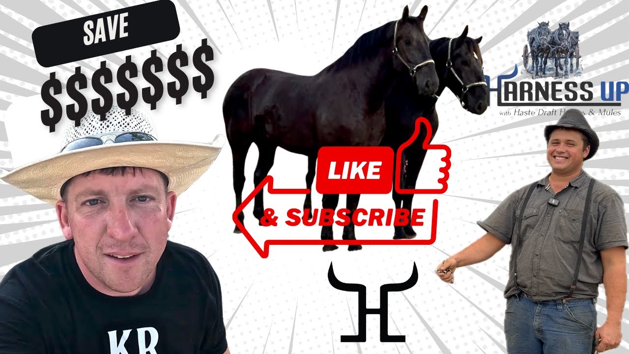 Best Prices on Percheron Horses (Buying Draft Horses)