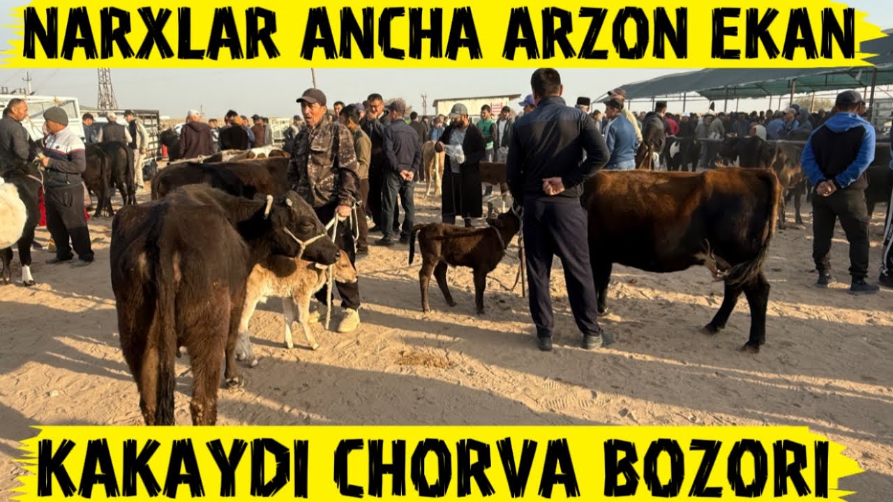 KAKAYDI PAYSHANBA MOL BOZORI 23.10.2025y