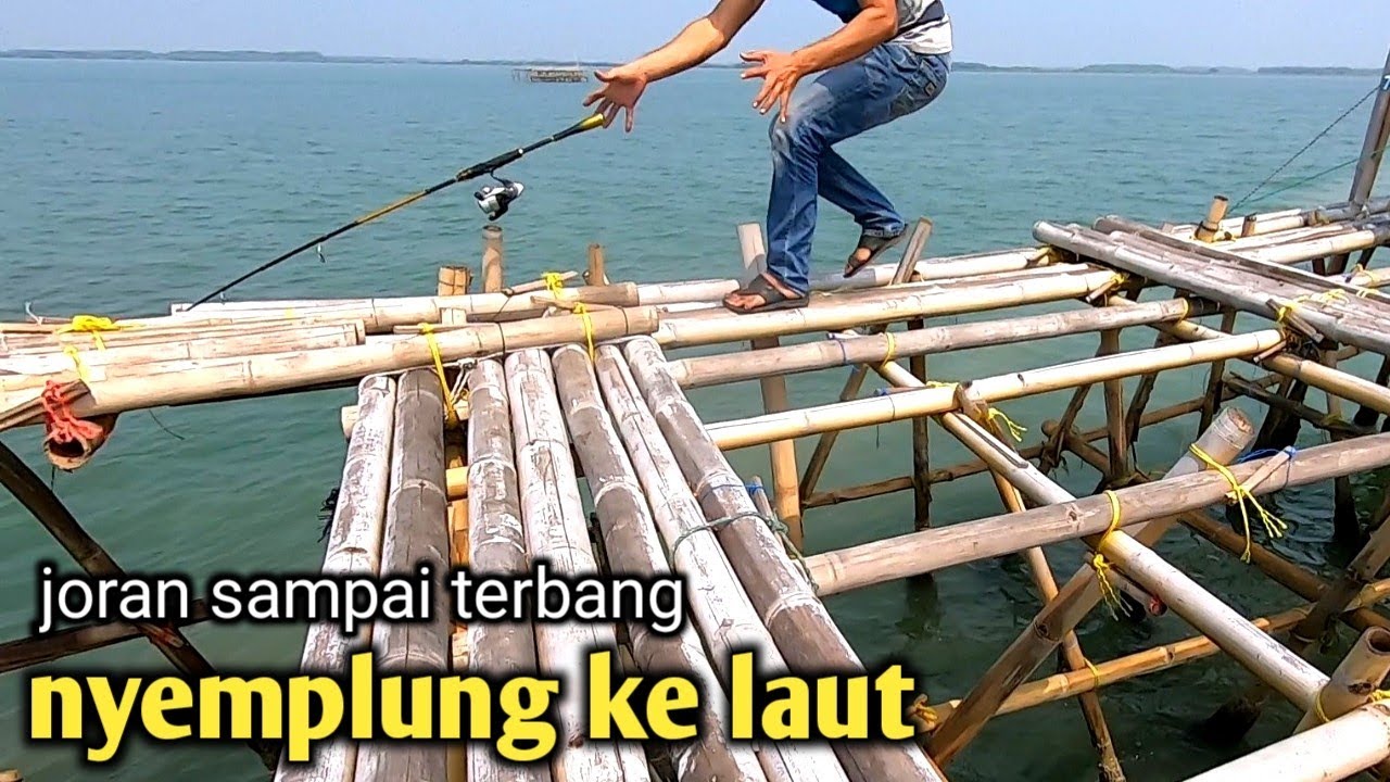 auto panik!! ketika joran di tarik ikan barramundi besar