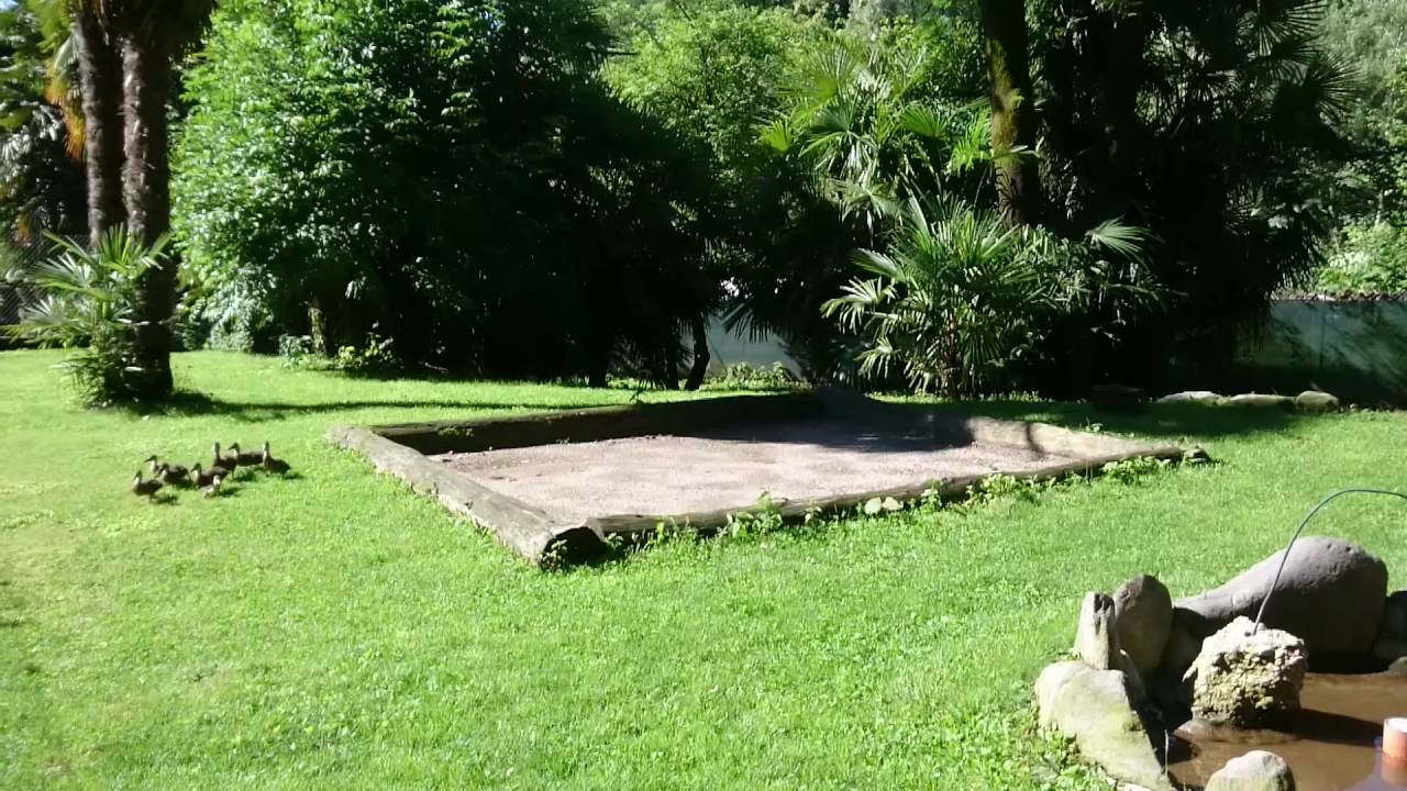 Ora gli anatroccoli stanno con i wallaby e la testuggine gigante