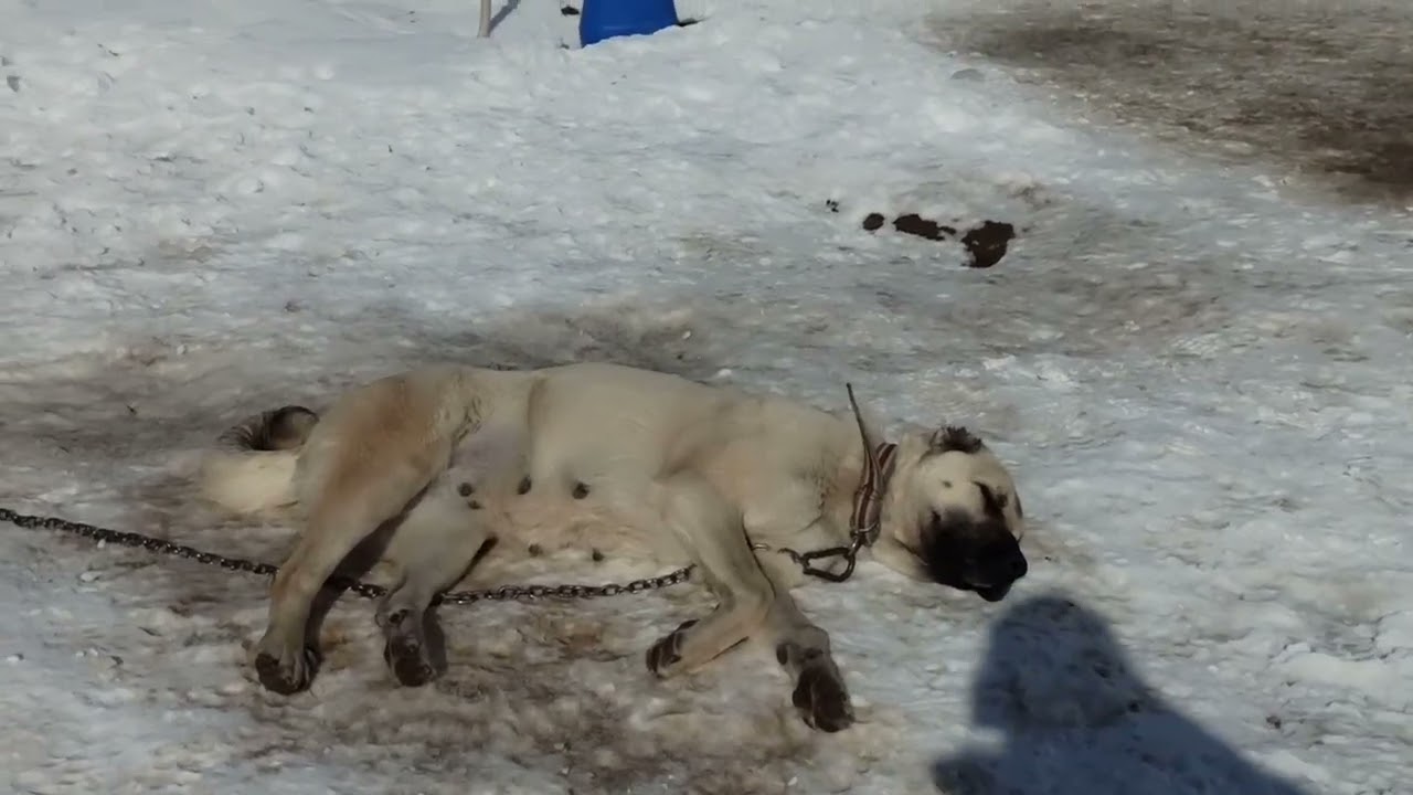 KURTBOĞAN SOYA HER ZAMAN İHTİYAÇ VAR