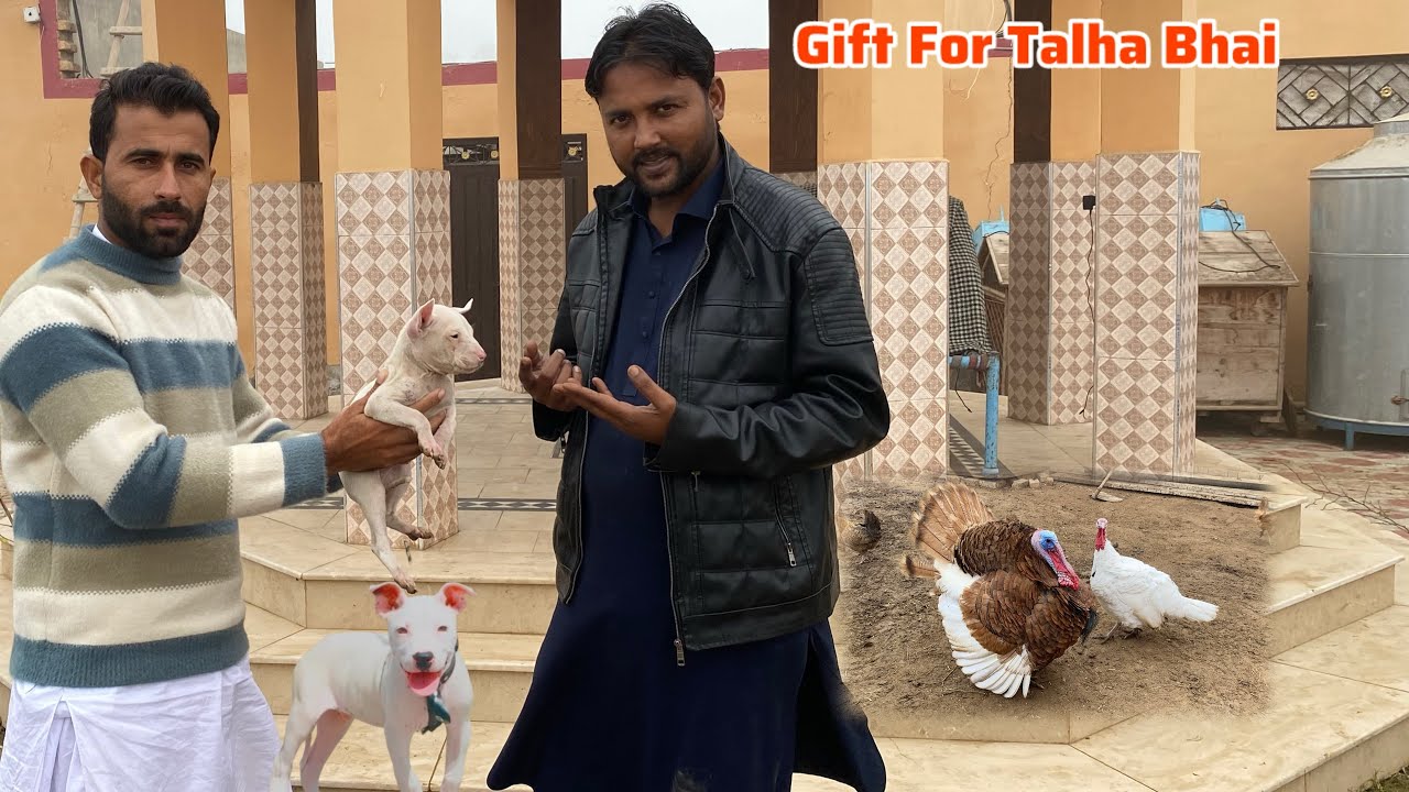 Talha Bhai ko Gultair Puppy Gift Dy Dia 🐶 Gultair Puppy and Turkey Bird Gift For Talha Ghouri 