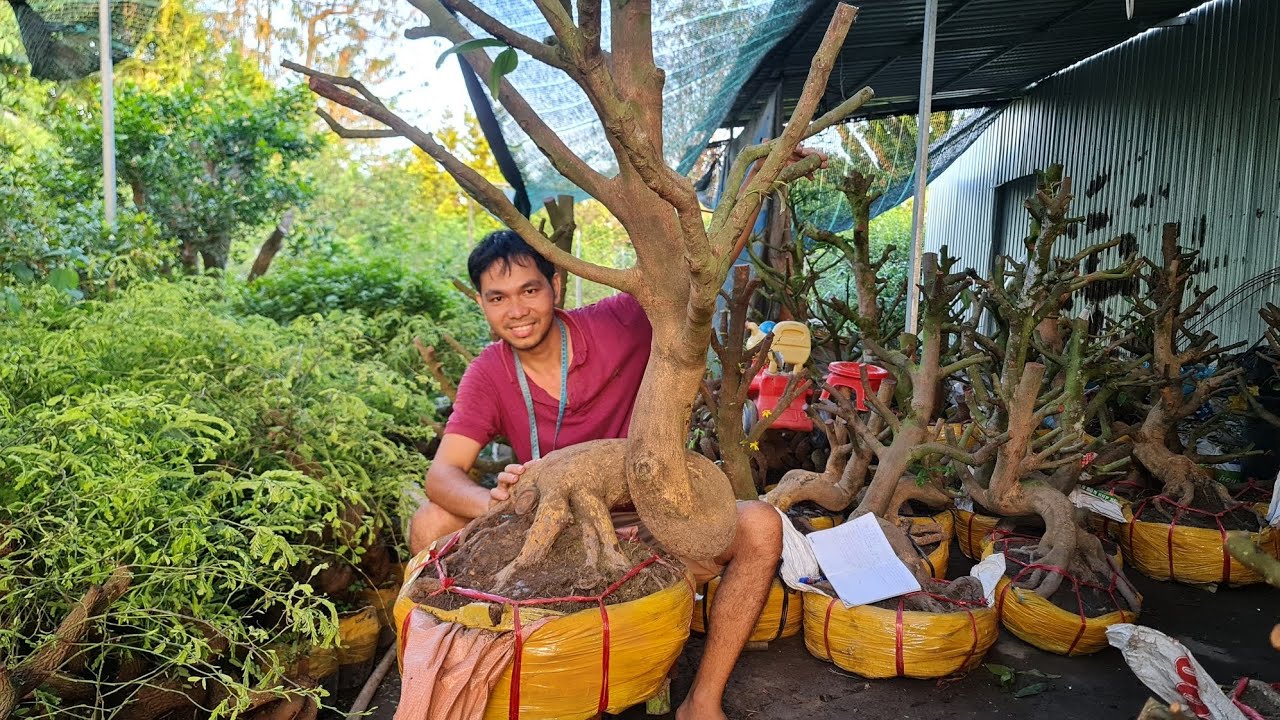 Phôi mai vàng khủng đẹp mùng 3 tết | Trí 0363579057 