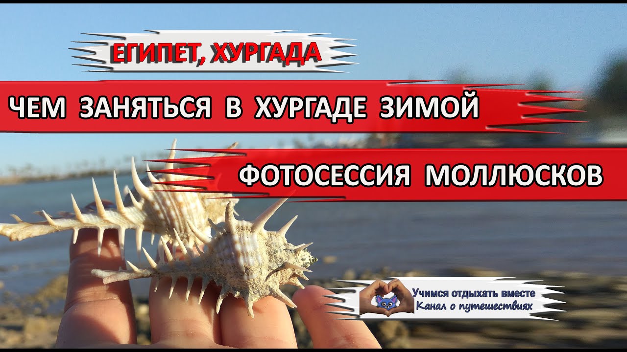 ХУРГАДА ЗИМОЙ| Моллюски, ракушки, улитки. Что можно увидеть и попробовать