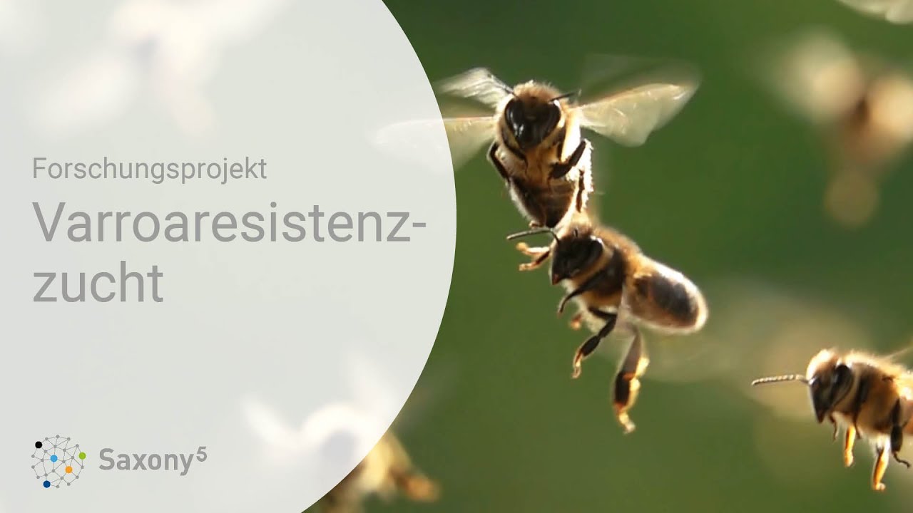 Varroaresistenzzucht bei Honigbienen • Ein Transferprojekt des sächsischen Hochschulverbunds Saxony⁵
