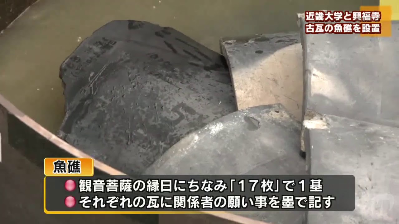 猿沢池の活性化めざし　近大と興福寺　古瓦の魚礁を設置