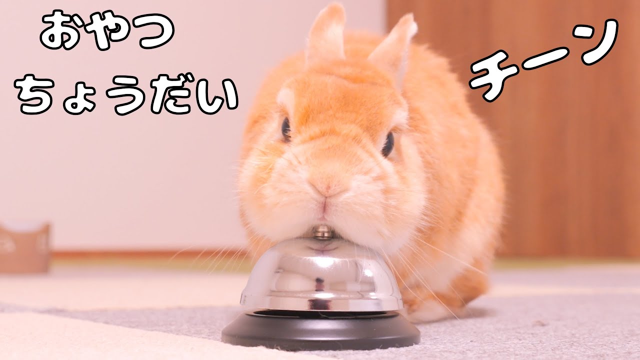 ベルを渡したら飼い主を呼び出して何度も注文してくるムギが可愛すぎました【No.1814】