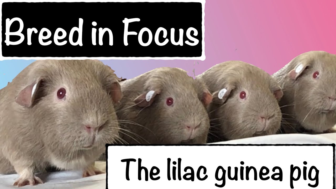 Guinea pig breed in focus: the self lilac guinea pig