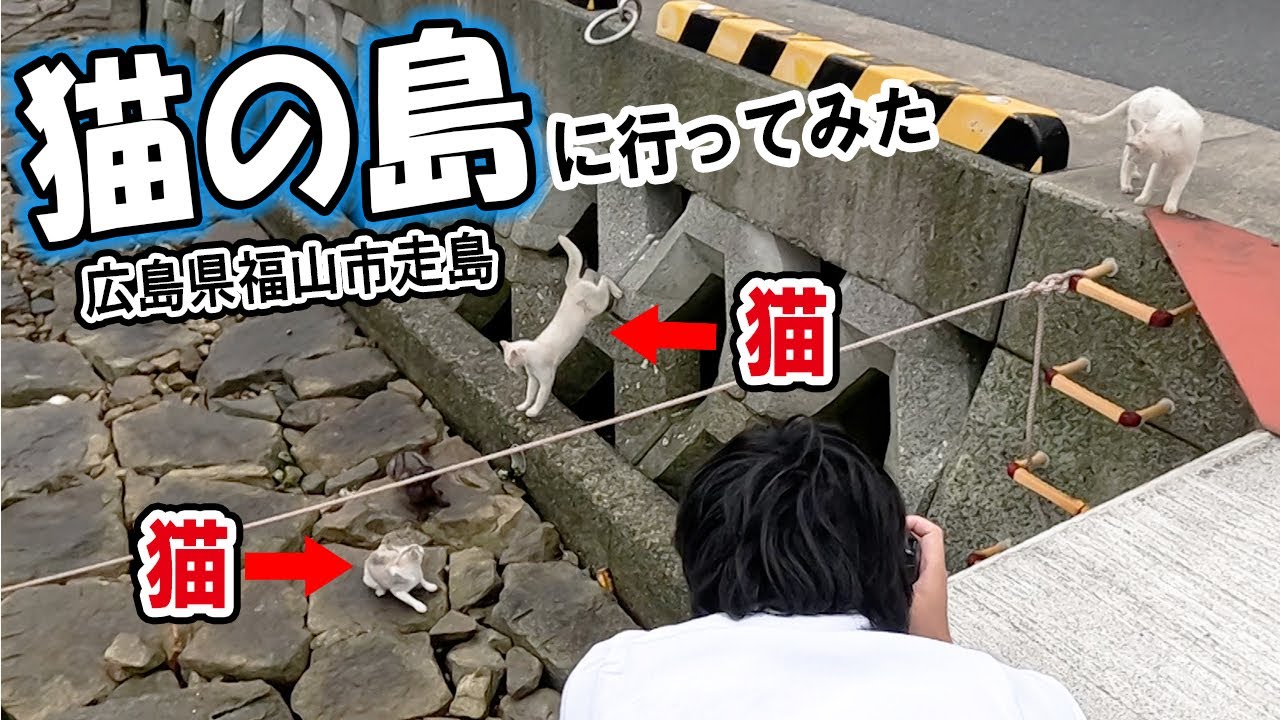 島の人々に愛されるニャンコたち＠広島県走島