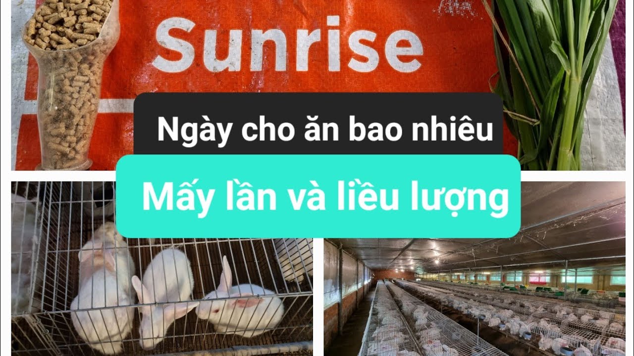 Trại thỏ tỷ đô, chia sẽ khẩu phần ăn cho thỏ đúng cách nhất