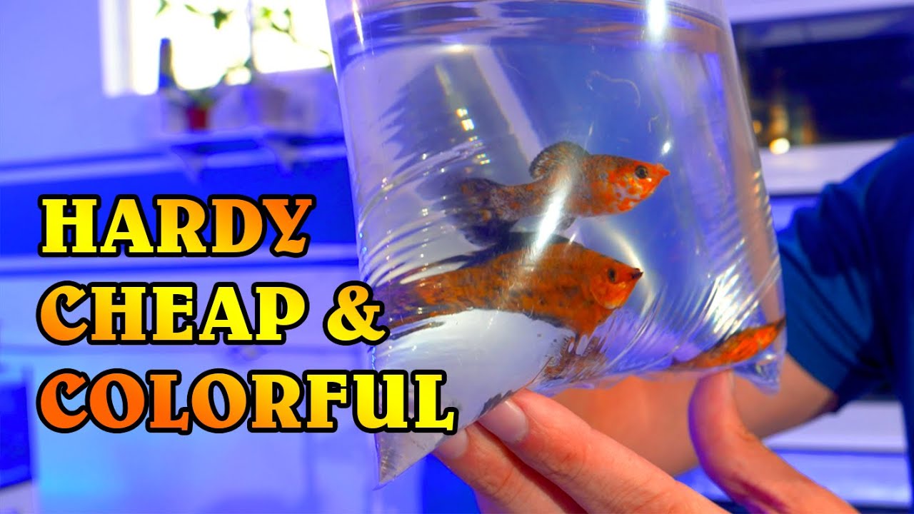 The Best Beginner Saltwater Fish - Acclimating Freshwater Mollies to Marine Aquariums