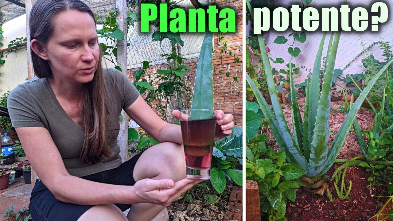 Como Usar e Obter os Benefícios dessa Planta Incrível