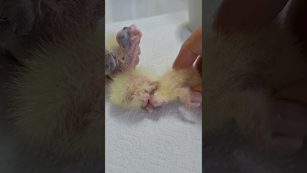 Открылись глазки у🐥