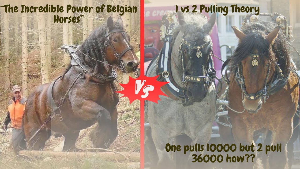 &ldquo;How Strong Are Belgian Draft Horses? | The 1 vs 2 Mystery&rdquo;